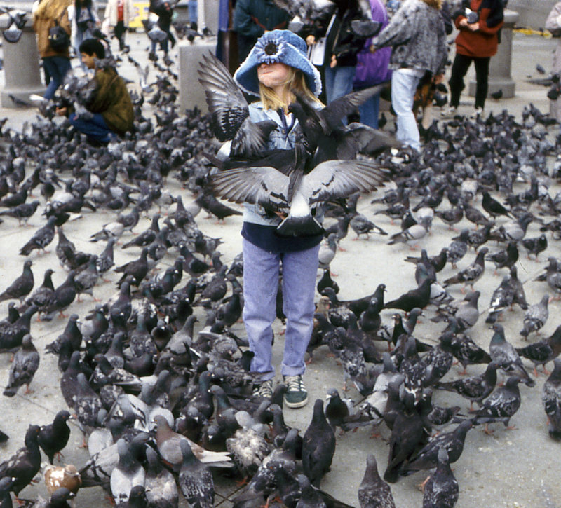 pigeon-attack.jpg